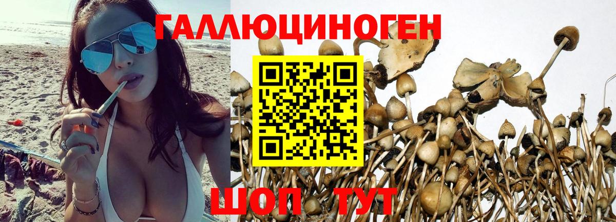 Псилоцибиновые грибы мицелий Красный Сулин